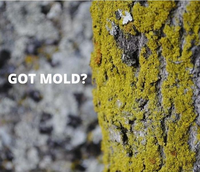 Says 'Got Mold?'.